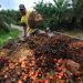 NEPC Urges Oil Palm Farmers  to Embrace Clustering for Export Growth