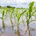 Bauchi Empowers Youths Through Irrigation Farming After Flood Losses
