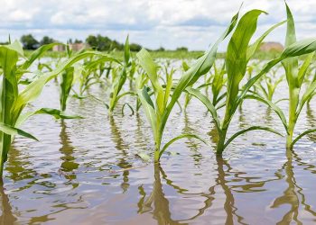 Bauchi Empowers Youths Through Irrigation Farming After Flood Losses