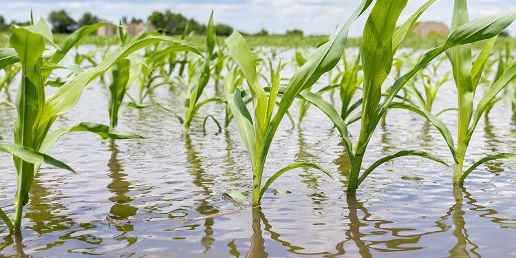 Bauchi Empowers Youths Through Irrigation Farming After Flood Losses