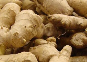 Ginger Industry Faces Sharp Decline as Blight Slashes Output and Prices Soar