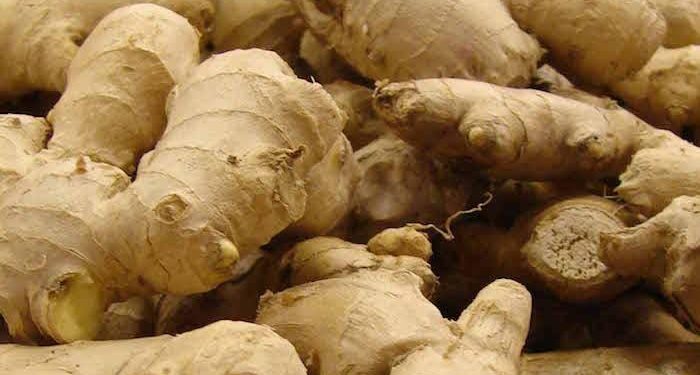 Ginger Industry Faces Sharp Decline as Blight Slashes Output and Prices Soar