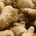 Ginger Industry Faces Sharp Decline as Blight Slashes Output and Prices Soar