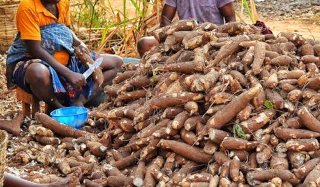Cassava Support Programme Transforms Smallholder Farming into Profitable Agribusiness in Osun