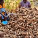 Cassava Support Programme Transforms Smallholder Farming into Profitable Agribusiness in Osun