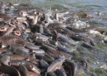 Nigeria Faces Over Two Million-Tonne Fish Deficit as Farmers Struggle with Finance and Infrastructure Gaps