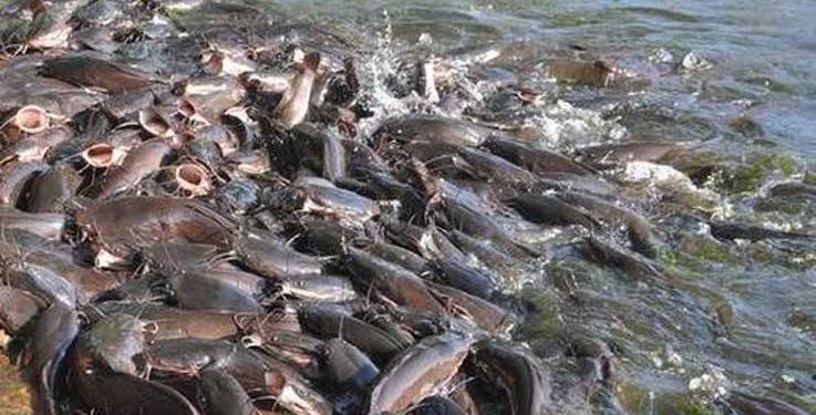 Nigeria Faces Over Two Million-Tonne Fish Deficit as Farmers Struggle with Finance and Infrastructure Gaps