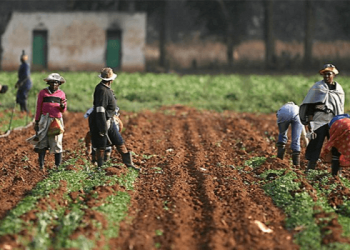 Nigerian Government Empowers 37 Youths with ₦18.5m Startup Capital to Boost Food Security