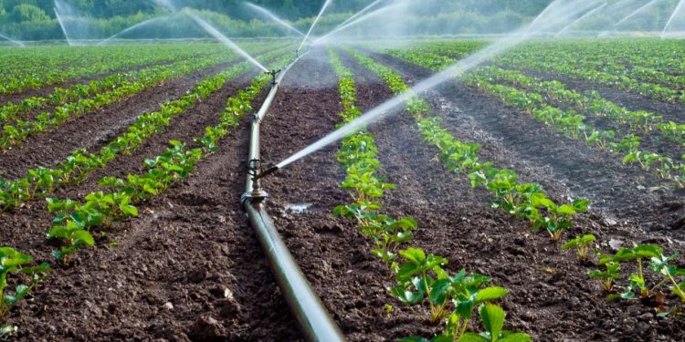 Nigeria, Sahel Countries Launch $8 Billion Irrigation Drive to Strengthen Food Security