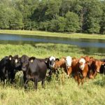 FG Launches Initiative to Transform 417 Grazing Reserves into Modern Livestock Villages