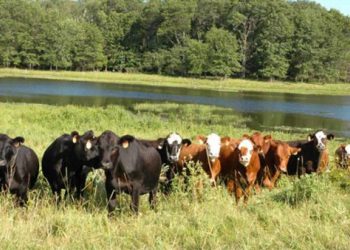 FG Launches Initiative to Transform 417 Grazing Reserves into Modern Livestock Villages