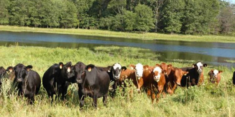 FG Launches Initiative to Transform 417 Grazing Reserves into Modern Livestock Villages