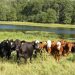 FG Launches Initiative to Transform 417 Grazing Reserves into Modern Livestock Villages
