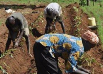 IFDC Trains Bauchi farmers, Extension Agents on Soil Restoration Under €100m Sahel Programme