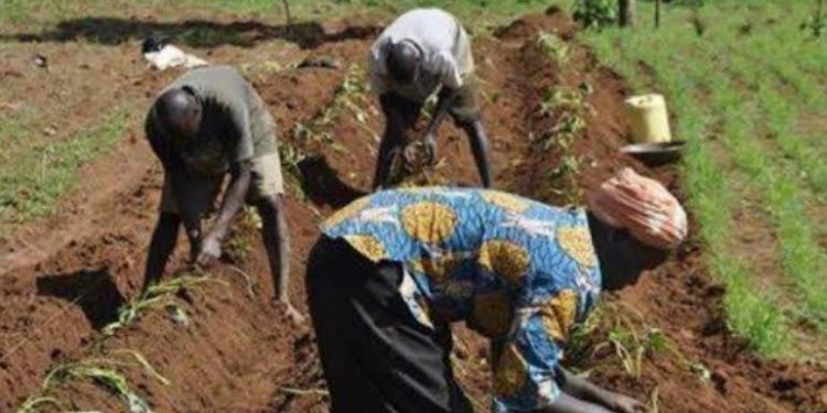 IFDC Trains Bauchi farmers, Extension Agents on Soil Restoration Under €100m Sahel Programme
