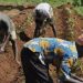 IFDC Trains Bauchi farmers, Extension Agents on Soil Restoration Under €100m Sahel Programme