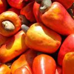 NCAN Opposes Raw Cashew Export Ban, Warns of Farmer Hardship