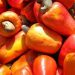 NCAN Opposes Raw Cashew Export Ban, Warns of Farmer Hardship
