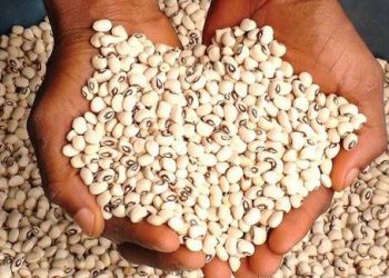 Nigeria’s Beans Farmers Refute Claims of Using Cement as Preservative