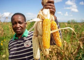 Farmers Weigh Next Steps As Maize Price Plummets