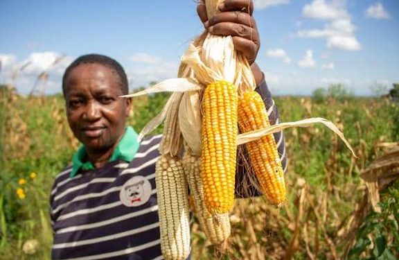 Farmers Weigh Next Steps As Maize Price Plummets