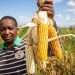 Farmers Weigh Next Steps As Maize Price Plummets