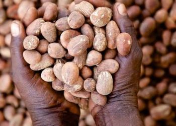 Shea nut Prices Crash 30% as Export Ban Sparks Concerns Over Livelihoods, Investor Trust – CPPE