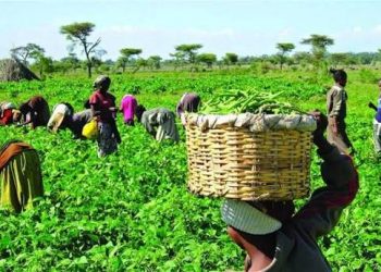 NASFAT Seeks Interest-Free Loan Models in ₦250bn Farmer Support Scheme
