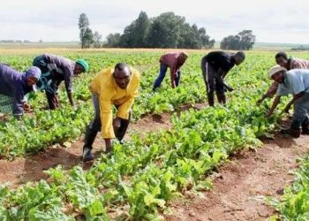 FG Backs South-South Youths with Funding Support to Boost Agribusiness