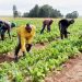 FG Backs South-South Youths with Funding Support to Boost Agribusiness