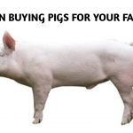 The  Art Of Pig Production In the Tropics (3) 20251002_191850