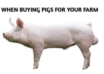 The  Art Of Pig Production In the Tropics (3)