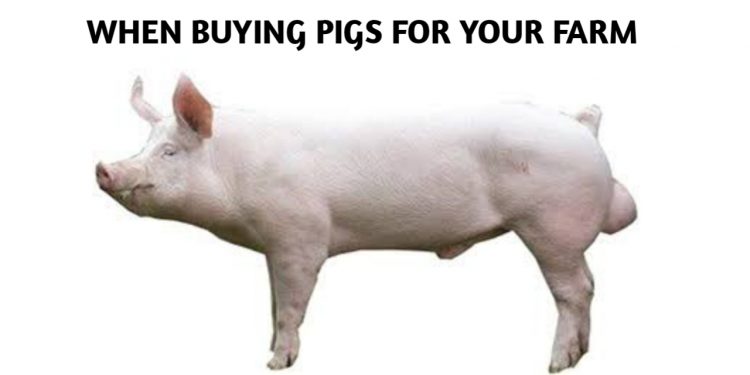 The  Art Of Pig Production In the Tropics (3)