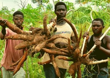 Nigerian Government, IFAD, and NDDC, Launch Agricultural Empowerment Initiative for 630 Youths, Women, and Persons with Disabilities