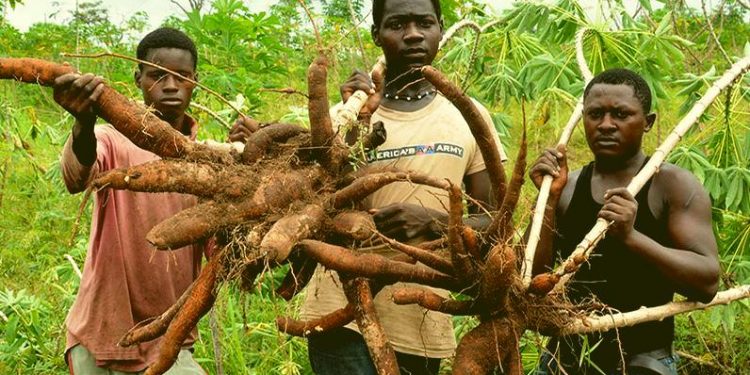 Nigerian Government, IFAD, and NDDC, Launch Agricultural Empowerment Initiative for 630 Youths, Women, and Persons with Disabilities