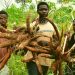 Nigerian Government, IFAD, and NDDC, Launch Agricultural Empowerment Initiative for 630 Youths, Women, and Persons with Disabilities