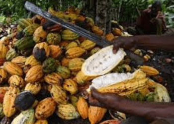 Cocoa Prices Fall Sharply After Two-Year Rally, but Long-Term Supply Risks Remain