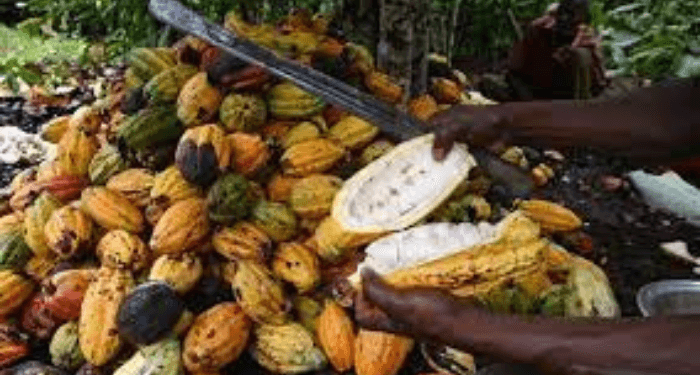 Cocoa Prices Fall Sharply After Two-Year Rally, but Long-Term Supply Risks Remain