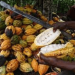 Cocoa Prices Fall Sharply After Two-Year Rally, but Long-Term Supply Risks Remain