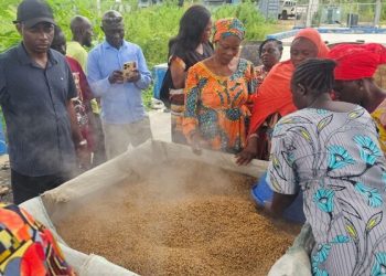 Nigerian Govt Trains Kogi Rice Farmers on Modern Processing Techniques