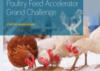 AECF SAPI Feed Accelerator: Up to $20,000 for Poultry Feed Innovations