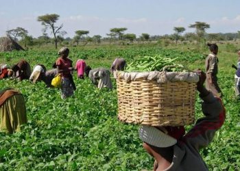 Kano Spends N800m on Training to Strengthen Livestock Sector and Boost Food Security