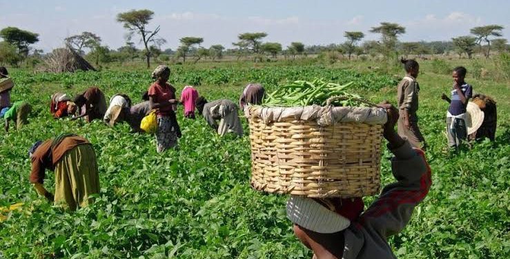 Kano Spends N800m on Training to Strengthen Livestock Sector and Boost Food Security