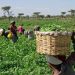 Kano Spends N800m on Training to Strengthen Livestock Sector and Boost Food Security