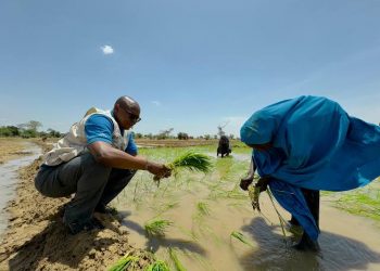 Germany, WFP, and Partners to Empower Over 6,000 Households in Yobe with Agricultural Support