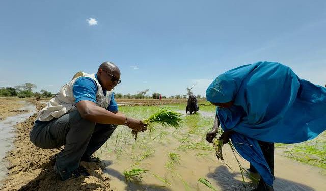 Germany, WFP, and Partners to Empower Over 6,000 Households in Yobe with Agricultural Support