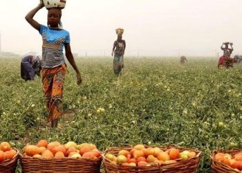 FutuX, Heifer International Empower Tomato Farmers with Climate-Smart Practices in Ogun State