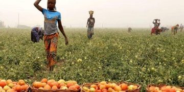 FutuX, Heifer International Empower Tomato Farmers with Climate-Smart Practices in Ogun State