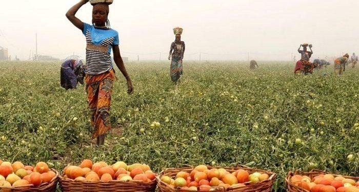 FutuX, Heifer International Empower Tomato Farmers with Climate-Smart Practices in Ogun State