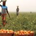 FutuX, Heifer International Empower Tomato Farmers with Climate-Smart Practices in Ogun State